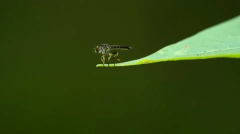 Robber fly is fly away Stock Footage 50117024
