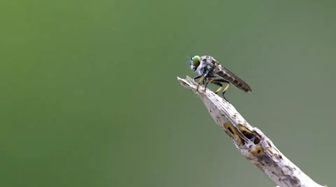 Robber fly is flying away Stock Footage 50156907