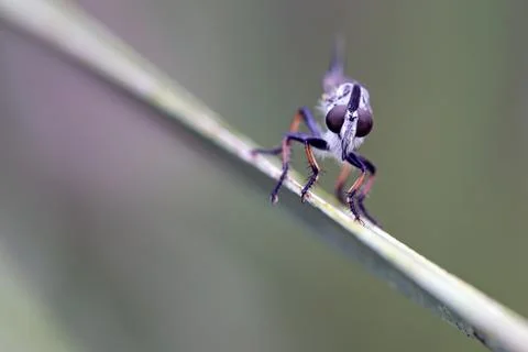 A Robber Fly at High Ridge Scrub Natural Area in Lake Worth, Florida Fotos de archivo