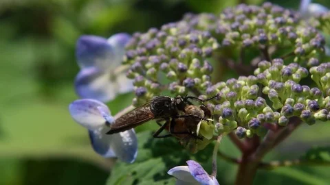 Robber fly hunting Stock Footage 83186607