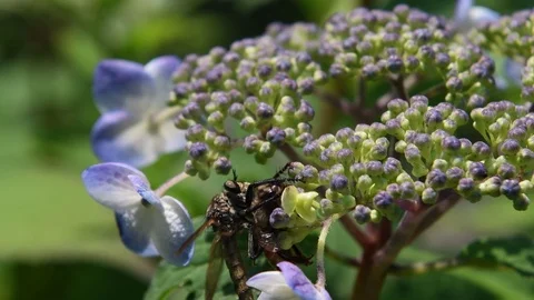 Robber fly hunting Stock Footage 83186619