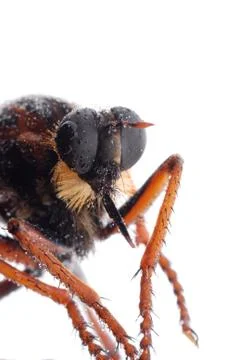 Robber fly isolated Foto stock
