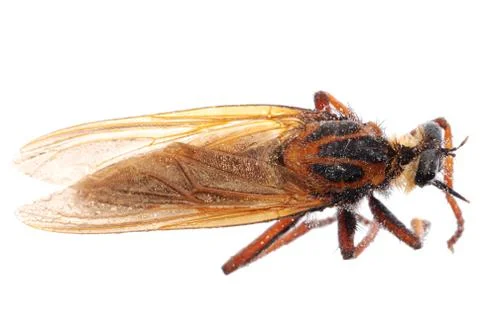 Robber fly isolated Foto stock