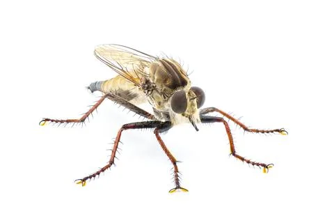 Robber fly Isolated on white background.  Proctacanthus longus a species in.. Stock Photos