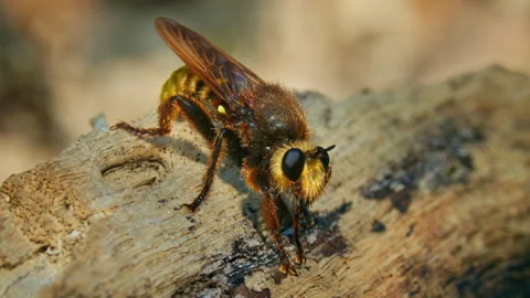 Robber fly Laphria aurea predator on oak tree Stock Footage 267957049