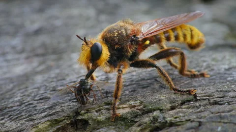 Robber fly Laphria aurea predator with prey Stock Footage 267957470