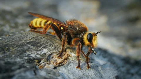 Robber fly Laphria aurea predator on oak tree Stock-Footage 267958982