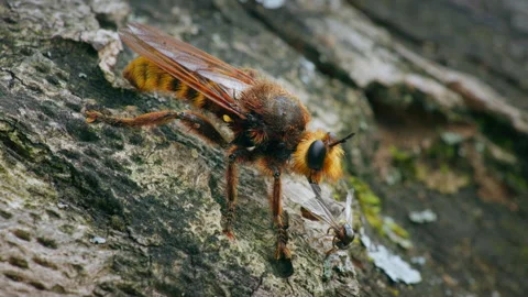 Robber fly Laphria aurea predator with prey Stock-Footage 267959388
