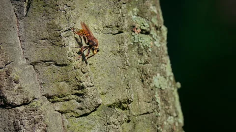 Robber fly Laphria aurea predator on oak tree Stock-Footage 267959565