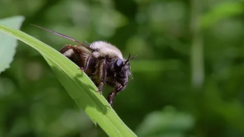 Robber Fly (Laphria) Resting on Green Leaf Macro Video Video stock 336811189