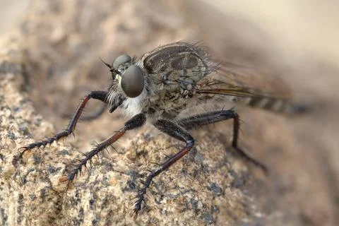 A robber fly macro portrait 写真素材