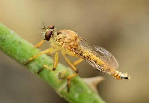 Robber fly or assassin fly macro bokeh background Stock Photos