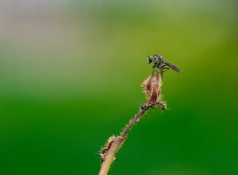 Robber Fly Perched on a Dried Plant Stem Stock Photos
