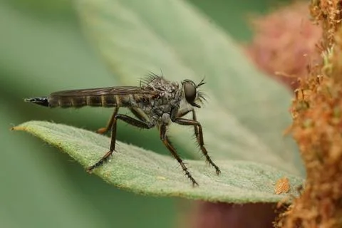 Robber Fly Perched on Leaf Stock-Fotos