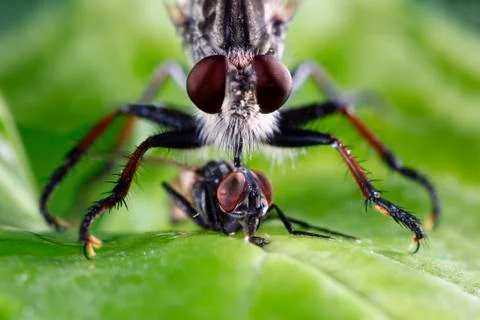 Robber fly Stock Photos