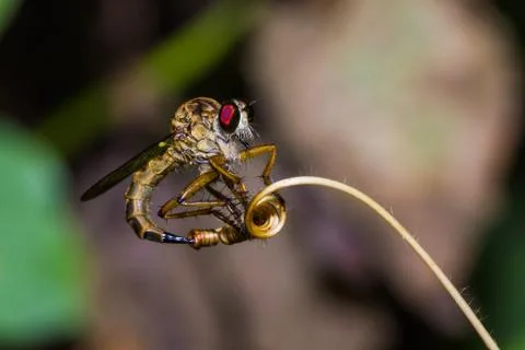 Robber fly Stock Photos