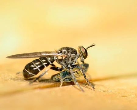 Robber fly Stock Photos