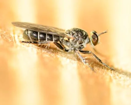 Robber fly Stock Photos