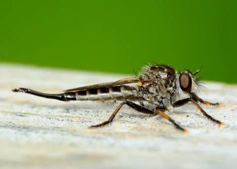 Robber fly Stock Photos