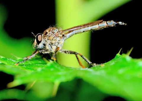 Robber fly Stock Photos