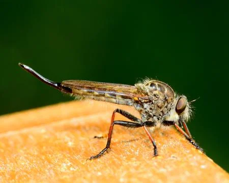 Robber fly Stock Photos