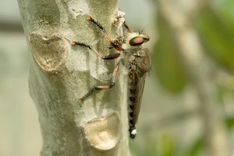 Robber Fly Stock Photos