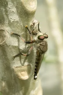 Robber Fly Stock Photos