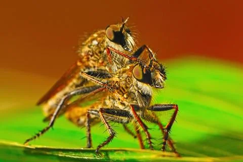 Robber fly Foto stock