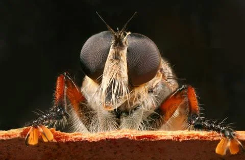 Robber fly 写真素材