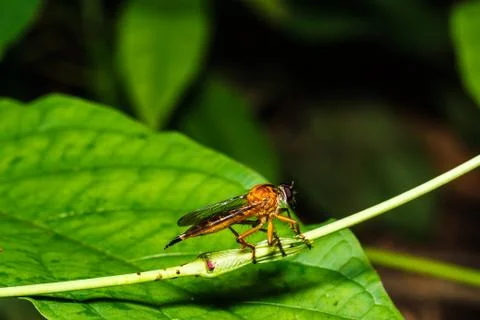 Robber fly Photos