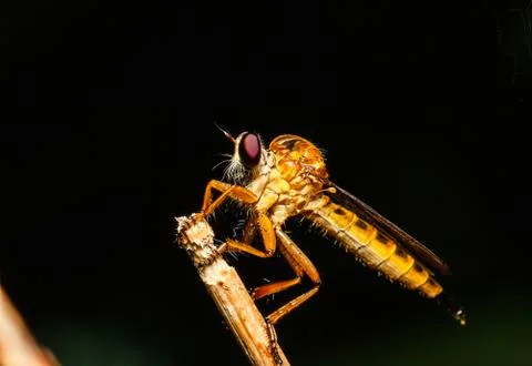 Robber fly Stock Photos