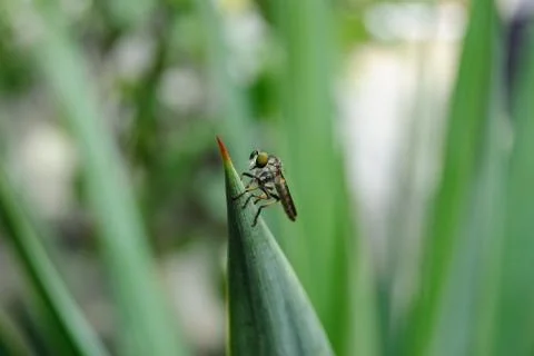 Robber fly Stock Photos