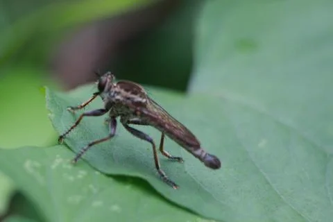 Robber fly Stock Photos