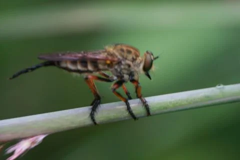 Robber fly Stock Photos