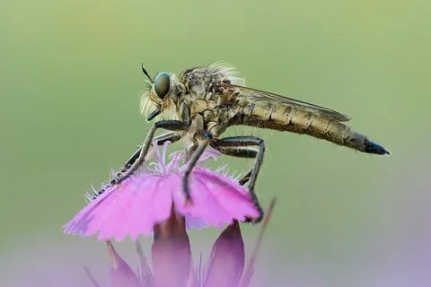 Robber fly 스톡 사진