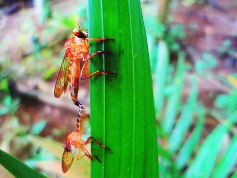 Robber fly Stock Photos