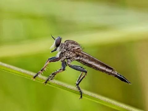 Robber fly Stock Photos
