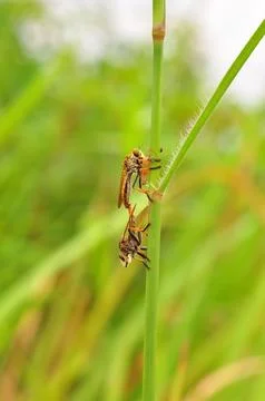 Robber Fly Stockfoto's