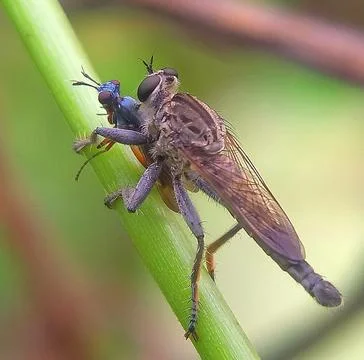A robber fly Stock Photos