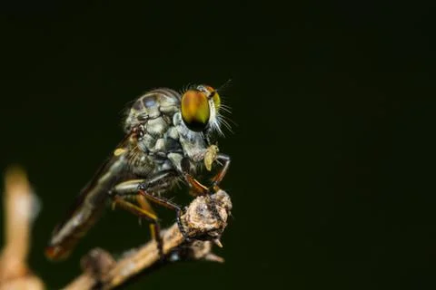 Robber fly with prey Stock Photos