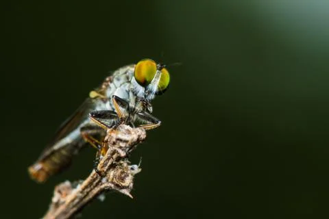 Robber fly with prey Stock Photos