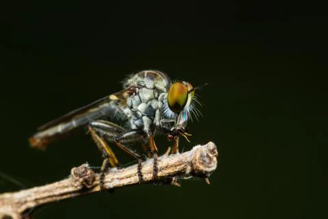 Robber fly with prey Stock Photos