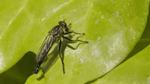 Robber fly resting on a leaf and cleaning wings. Stock Footage 130227449