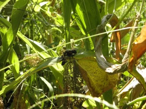 Robber Fly Snack Time Foto stock