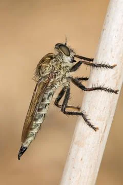 A robber fly, on a stick in the field Stock-Fotos