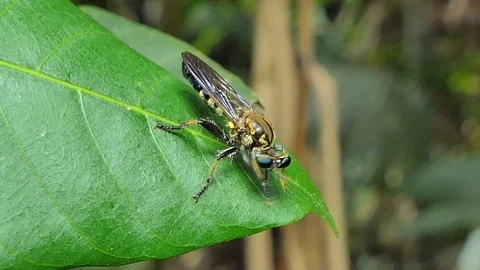 Robber Fly in tropical rain forest. Video stock 92469353