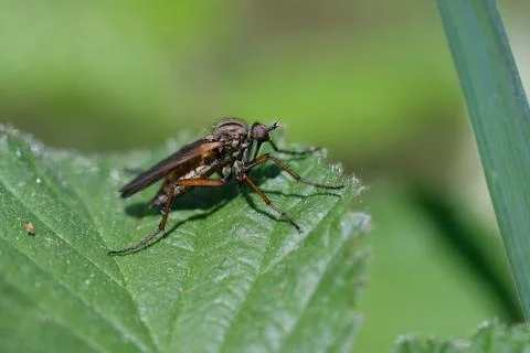 Robber fly while dozing Photos