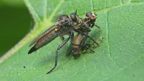 Robber, or assassin fly (Asilidae) with its prey Stock-Footage 337554822