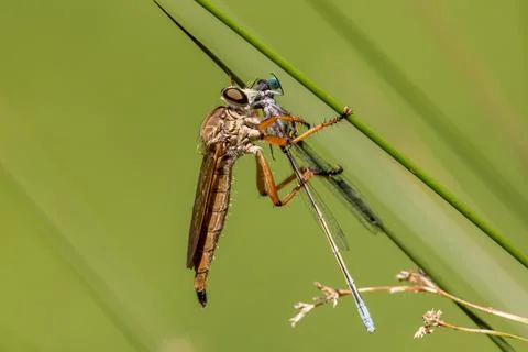 Robber or Assassin Fly feeding on Common Blue Damselfly Stock Photos