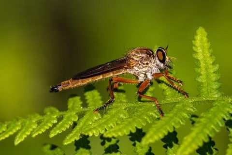 Robber or Assassin Fly perched on fern frond Stock Photos